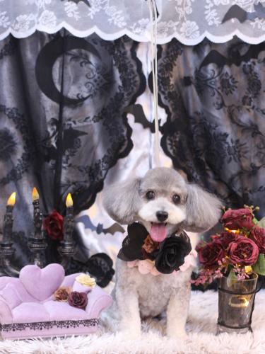 20231024チップちゃん